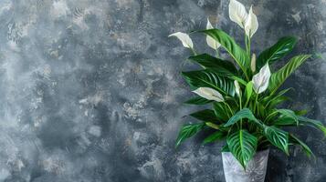 A plant in a vase on a table photo