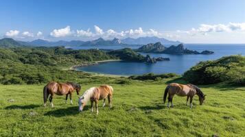 Three horses grazing on the grass in front of the ocean photo