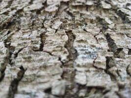 cerca ver de árbol maletero ladrar modelo foto