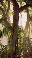 maestoso albero con abbondante verde le foglie video
