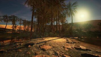 tropical landscape with a river flowing through a lush palm tree forest video