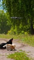 twee honden jumping Aan natuur achtergrond. klein rassen honden proberen naar vangst dron. Bij zonnig dag. verticaal video