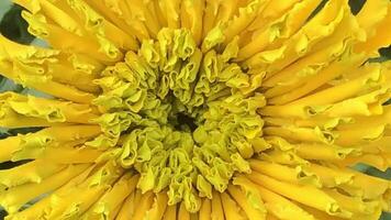 large flower with yellow petals curled into a tube asters, macro, zoom out video