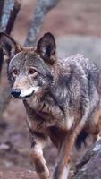 retrato do uma Lobo corrida dentro natureza video