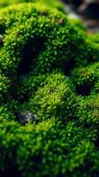 Green moss on the ground photo