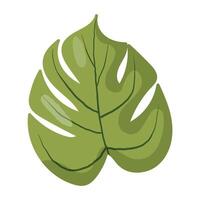 dibujado a mano verde monstera hoja ilustración con natural las venas y separar detalles. Perfecto para botánico diseños, tropical temas, hogar decoración, inspirado en la naturaleza patrones, y Respetuoso del medio ambiente marca vector