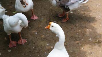Herde von Gänse oder Schar Gans im Bauernhof video