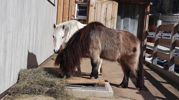 un' bianca cavallo sta ancora mentre un' Marrone cavallo passeggiate verso il telecamera vicino un' di legno stabile. un' di legno recinto e parcheggiata macchine siamo visibile nel luce del giorno. video
